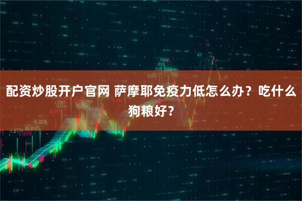 配资炒股开户官网 萨摩耶免疫力低怎么办？吃什么狗粮好？