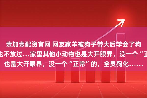 壹加壹配资官网 网友家羊被狗子带大后学会了狗叫，还只听狗语，狗食也不放过…家里其他小动物也是大开眼界，没一个“正常”的，全员狗化……